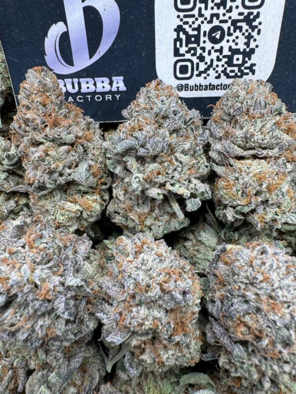 APRICOT OREOZ