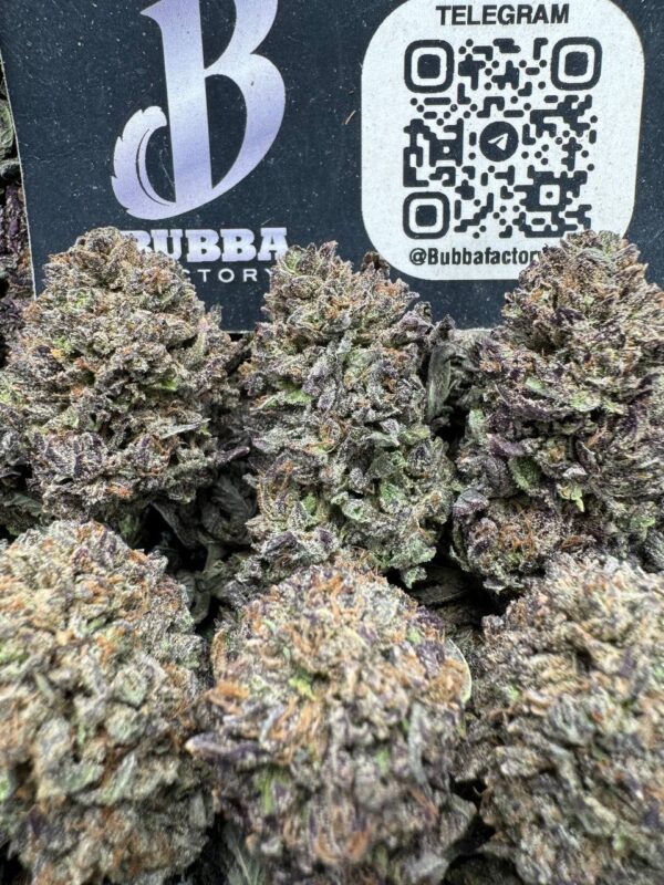 candy champagne strain